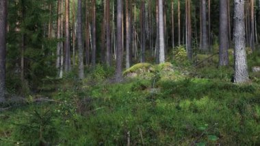 Tllberg, İsveç 'te gür ve sık bir çam ormanı ve çalılık manzarası.