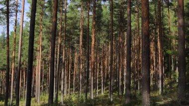 Tllberg, İsveç 'te gür ve sık bir çam ormanı ve çalılık manzarası.