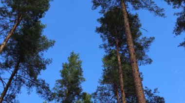 Tllberg, İsveç 'te gür ve sık bir çam ormanı ve çalılık manzarası.