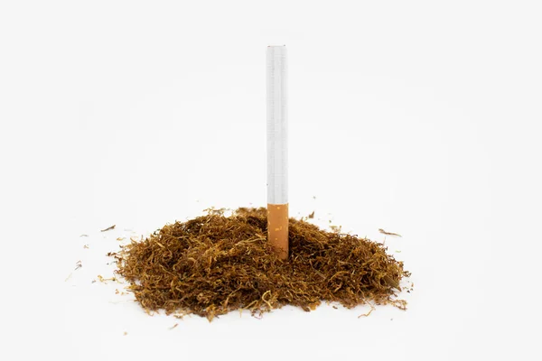 Charuto em uma pilha de tabaco natural no fundo branco. Planta seca . — Fotografia de Stock