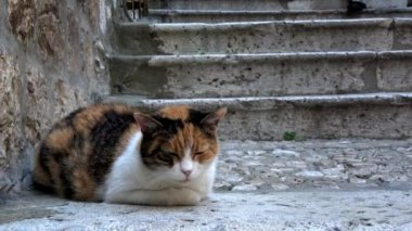 4 bin. Hırvatistan 'ın Dubrovnik Eski Kasabası' nın merdivenlerinden birindeki kedi. Merdivenlerden inip çıkan insanlar var..