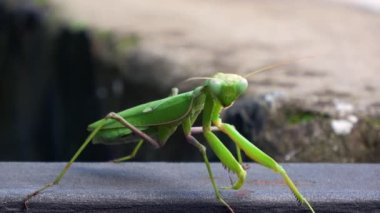 4 bin. Yeşil peygamberdevesi böceği hareket ediyor. Arka planda taşlar var. Bokeh-Adrian.