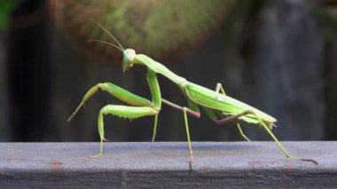 4 bin. Yeşil peygamber devesine yakın bir çekim. Böcek temizlik yapıyor, hijyen-Adrian..