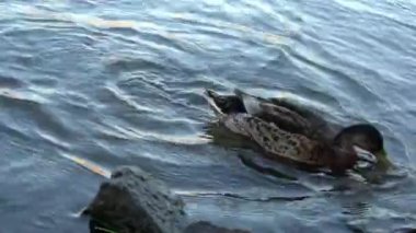 4 bin. Nehrin kıyısında bir ördek. Suda taşlar ve dalgalar var. Çek Cumhuriyeti Prag 'da Vltava Nehri.