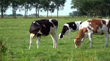 4 bin. Hayvancılık yapan inekler. Hollanda, Edam 'da yeşil çayırlarda otlayan inekler. Hollanda manzarası