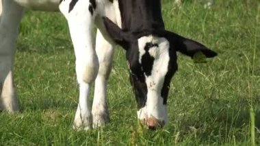 4 bin. Hollanda, Edam 'da yeşil bir çayırda otlayan siyah beyaz bir ineğin yakın çekimi.