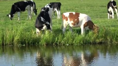 4 bin. Hollanda, Edam 'daki yeşil çayırlarda inekler otluyor. İneklerin yanında bir su deresi var.