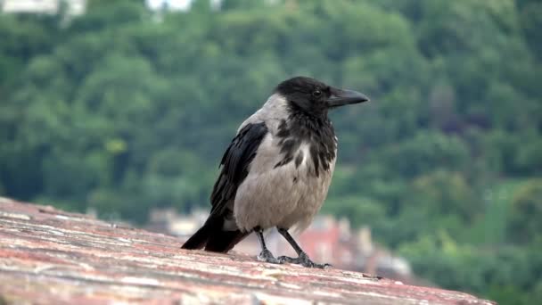 Crow Black White Feathers Roof Common Raven Raven Looks Camera — Stock Video