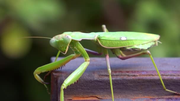 Zelená Kudlanka Nábožná Hmyz Jde Dál Pozadí Jsou Listy Vegetace — Stock video