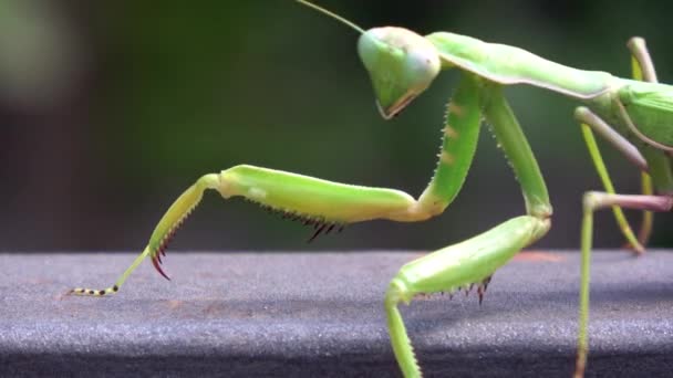 Närbild Grön Bönsyrsa Insekten Går Det Finns Blad Och Vegetation — Stockvideo