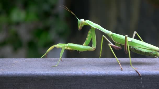 緑の祈りのカマキリの閉鎖 虫が歩いている 背景には葉や植生があります アドリアン — ストック動画