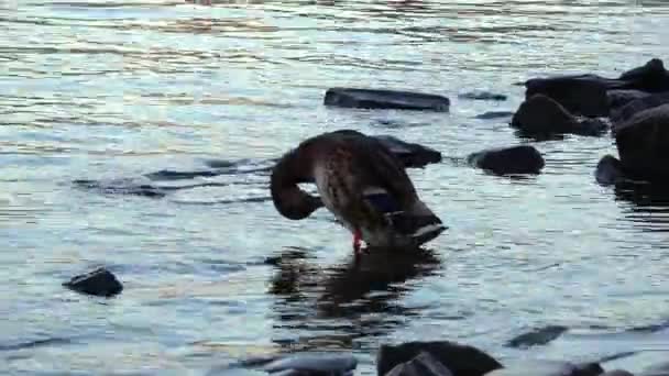 Утка Берегу Реки Воде Камни Рябь Река Влтава Праге Чехия — стоковое видео