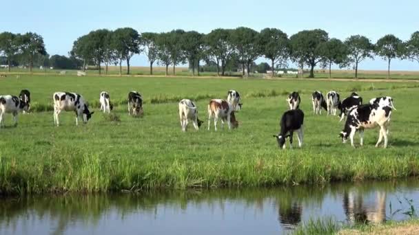 Krowy Hodowli Zwierząt Krowy Pasące Się Zielonej Łące Edamie Holandii — Wideo stockowe