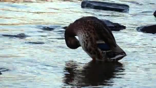 Bin Nehrin Kıyısında Bir Ördek Suda Taşlar Dalgalar Var Çek — Stok video