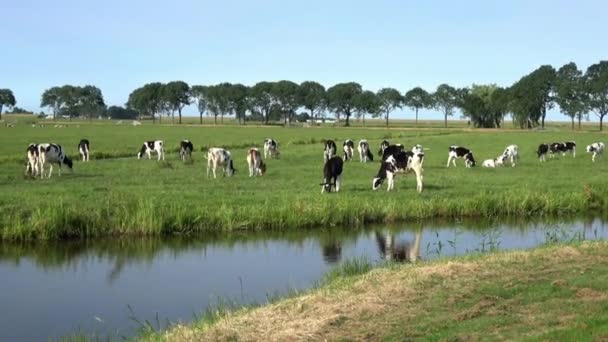 4K. Kühe in der Nutztierhaltung. Kühe weiden auf einer grünen Weide in Edam, Niederlande. Holländische Landschaft. In der Nähe der Kühe fließt Wasser