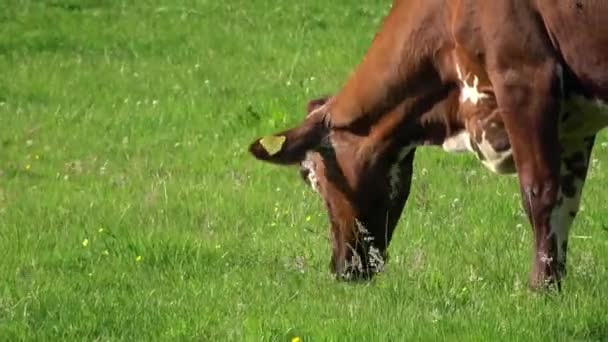 Close Uma Vaca Marrom Pastando Prado Verde Edam Países Baixos — Vídeo de Stock