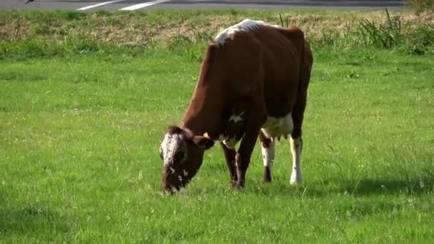 Brown White Cow Grazing Green Meadow Edam Netherlands Dutch Landscape — Stock Video