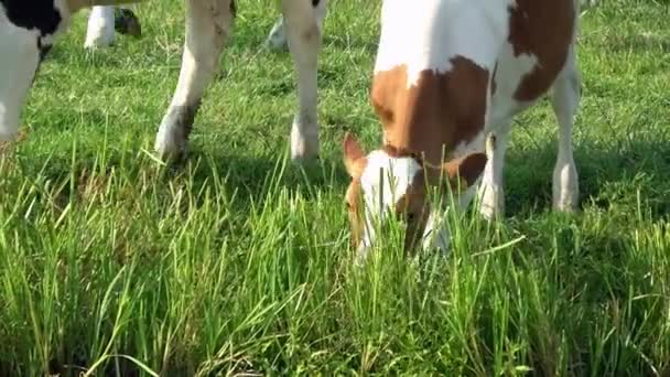 Uma Vaca Marrom Branca Está Pastando Prado Verde Edam Países — Vídeo de Stock