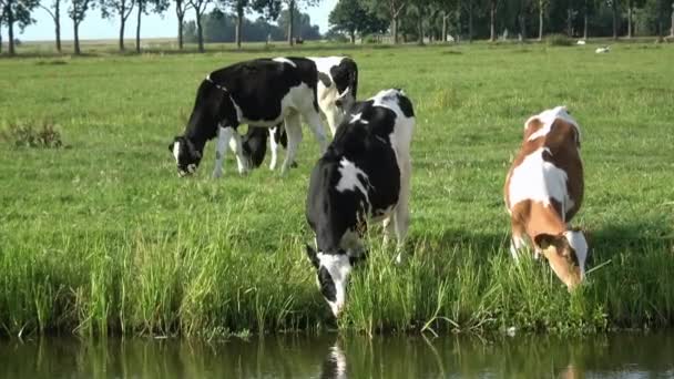 Cows Grazing Green Meadow Edam Netherlands Cows Stream Water — Stock Video