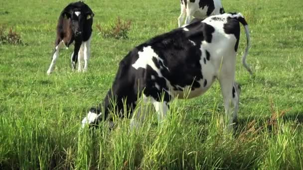 Cows Livestock Farming Cows Grazing Green Meadow Edam Netherlands Dutch — Stock Video