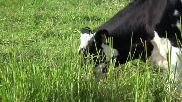 Närbild Svartvit Som Betar Grön Äng Edam Nederländerna — Stockvideo