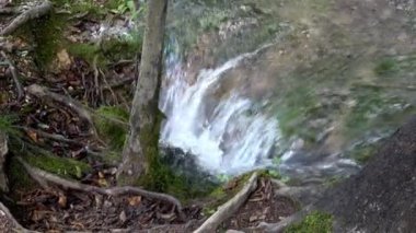 4 bin. Hırvatistan 'da güzel bir yer olan Plitvice Lakes Ulusal Parkı' ndaki ağaçların kökleri arasında akan su. Plitvice Gölleri Hırvatistan 'ın en popüler turistik merkezi.