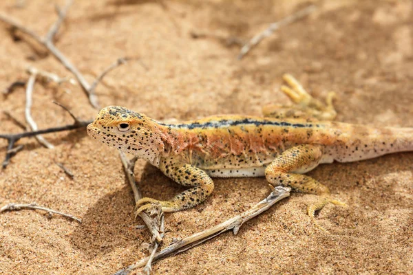 고비 사막의 모래에 있는 도마뱀, 중국 — 스톡 사진