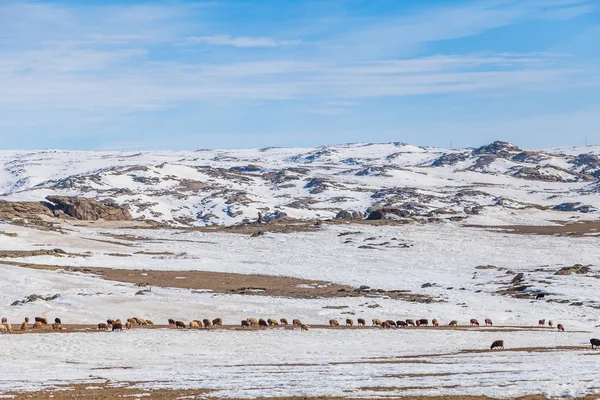 Χειμώνας North Xinjiang, Sonw και τον κόσμο των πάγων, Xinjiang, Κίνα Φωτογραφία Αρχείου