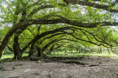 Banyan ağaçları. Yangjiaxi birçok banyan ağaçları, Fujian, Çin