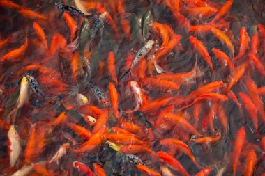 Çin'de bir gölet çin balık