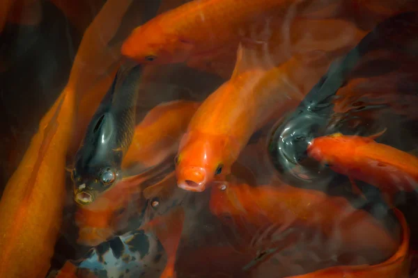 Pesce cinese in uno stagno in Cina — Foto Stock