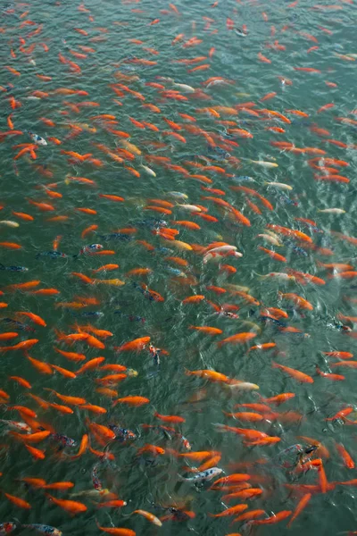 Pesce cinese in uno stagno in Cina — Foto Stock