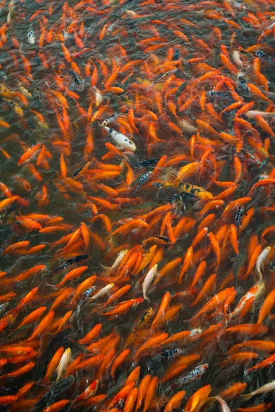 Pesce cinese in uno stagno in Cina — Foto Stock