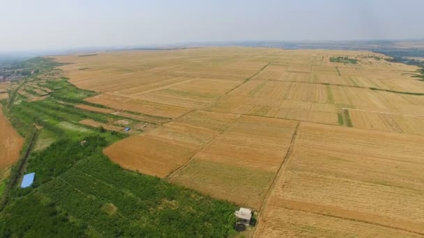 Вид с воздуха на пшеничное поле, Сиань, Китай . — стоковое видео