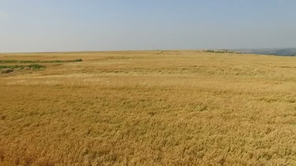 Vista aerea del campo di grano, Xian, Cina . — Video Stock