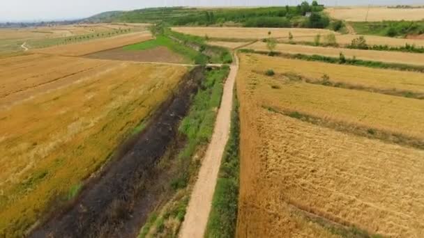 Buğday tarlasının havadan görünümü ,Xian,Çin. — Stok video