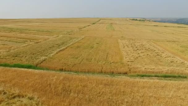 Vista aérea del campo de trigo, Xian, China . — Vídeo de stock