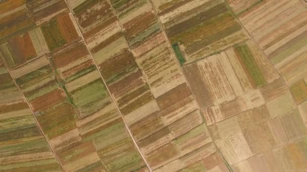 Letecký pohled na pšeničné pole, Xian, Čína. — Stock video