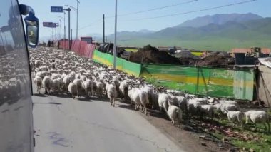 İnsanlar Xining, Qinghai Eyaleti, Çin yakınlarında koyun gütme vardır