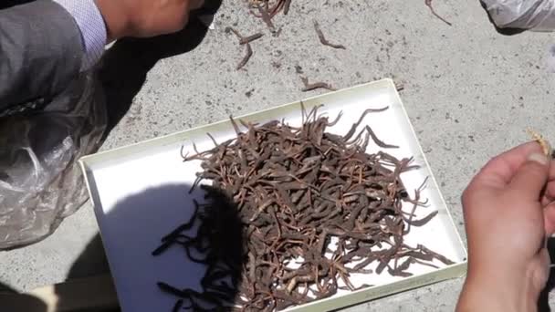 Qinghai - 29 Mayıs: Tibet ticaret cordyceps sinensis sokakta , Mayıs 29, 2015,Qinghai Eyaleti, Çin. — Stok video