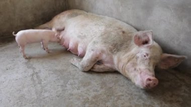 Onların motherpig çiftlik ile pembe domuz yavruları ,xian, shaanxi, çin