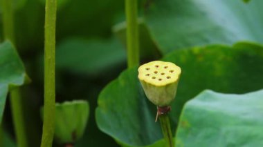 Bir havuzda pembe lotus çiçeği ve nilüfer tomurcuk. Pembe lotus çiçeği ve lotus