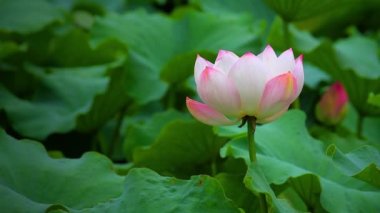 Bir havuzda pembe lotus çiçeği ve nilüfer tomurcuk. Pembe lotus çiçeği ve lotus
