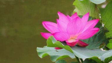 Bir havuzda pembe lotus çiçeği ve nilüfer tomurcuk. Pembe lotus çiçeği ve lotus