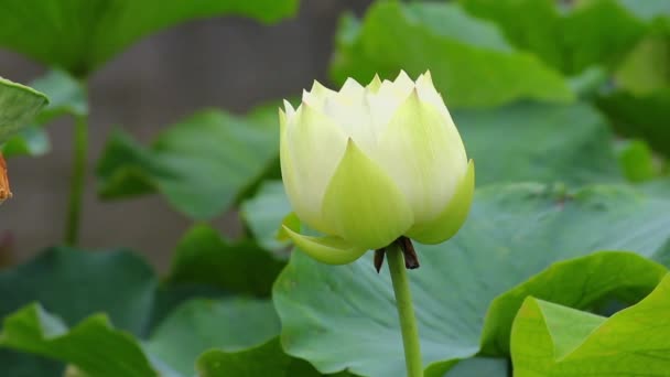 Bir havuzda pembe lotus çiçeği ve nilüfer tomurcuk. Pembe lotus çiçeği ve lotus — Stok video