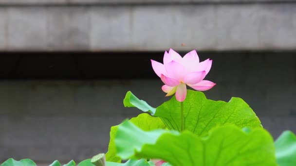 Eine rosa Lotusblume und Lotusknospe in einem Teich. rosa Lotusblume und Lotus — Stockvideo