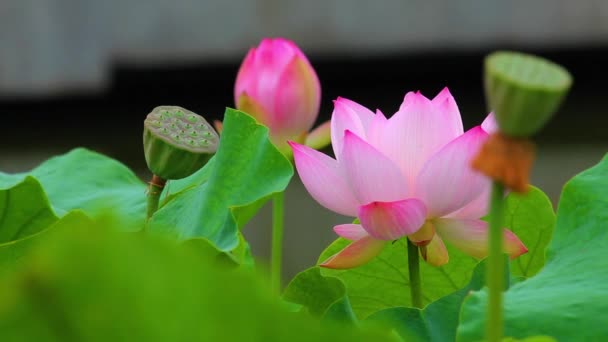 池のピンクの蓮の花と蓮のつぼみ。ピンク蓮の花と蓮 — ストック動画