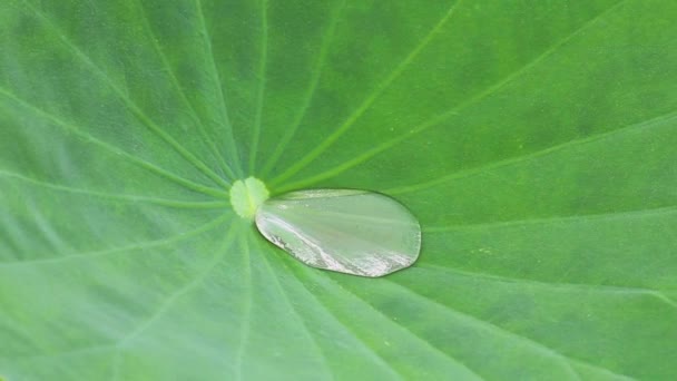 Feuille de lotus vert avec la goutte d'eau comme fond. — Video