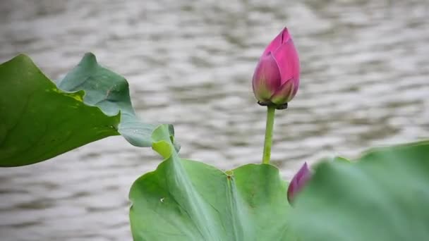 Una flor de loto rosa y un brote de loto en un estanque. Flor de loto rosa y loto — Vídeos de Stock