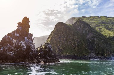 denizde bir taş üzerinde oturan birçok kuş
